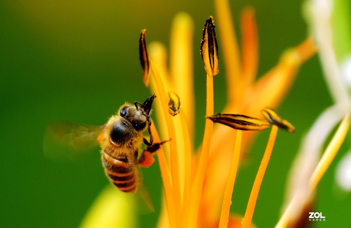 花儿盛开，蜜蜂自来