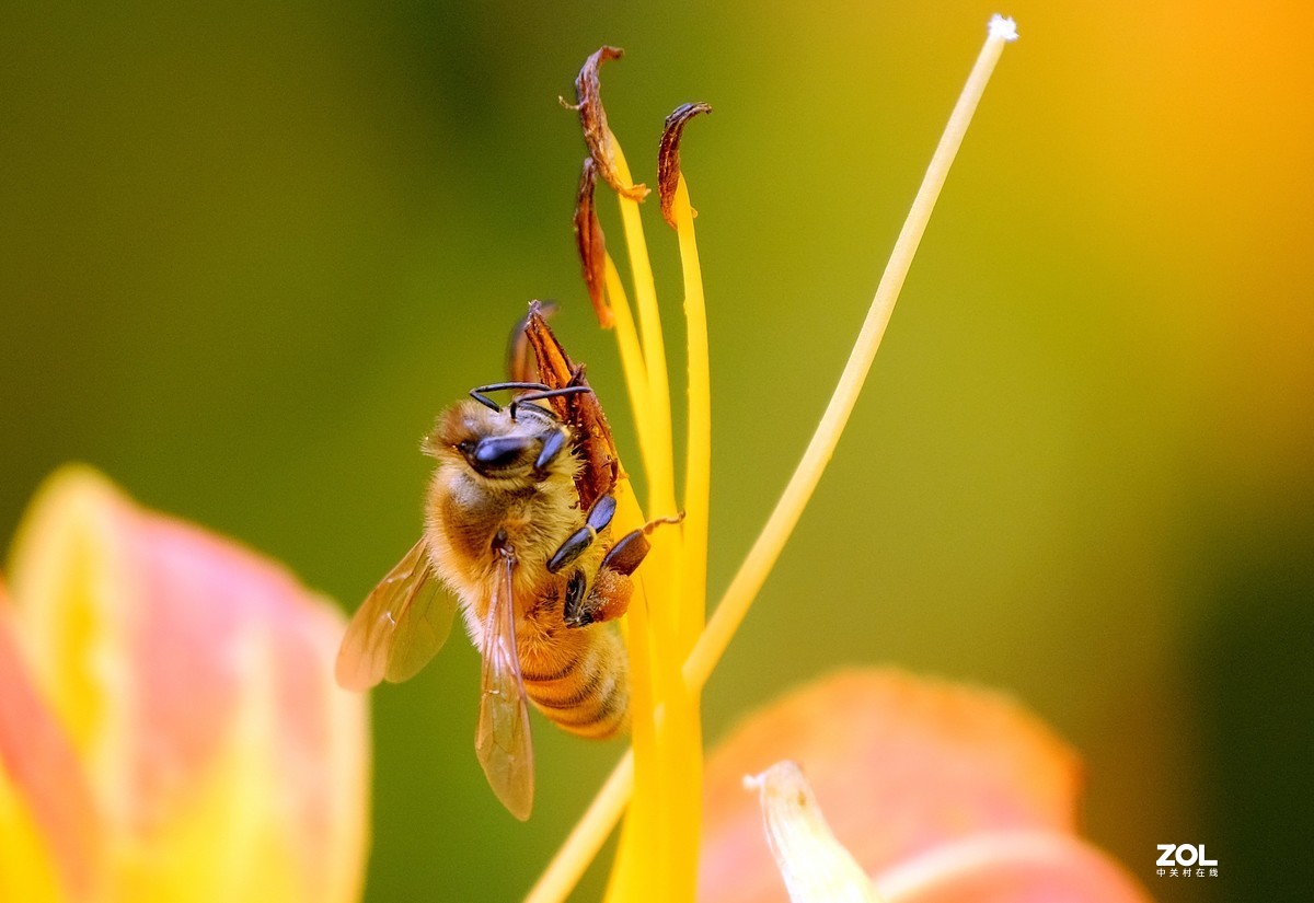 花儿盛开，蜜蜂自来
