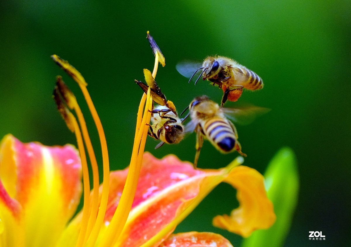 花儿盛开，蜜蜂自来