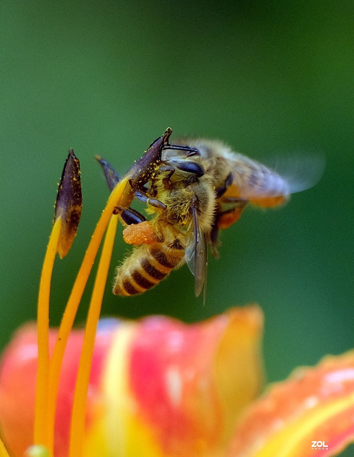 花儿盛开，蜜蜂自来