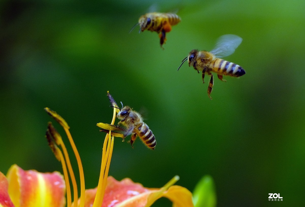 花儿盛开，蜜蜂自来