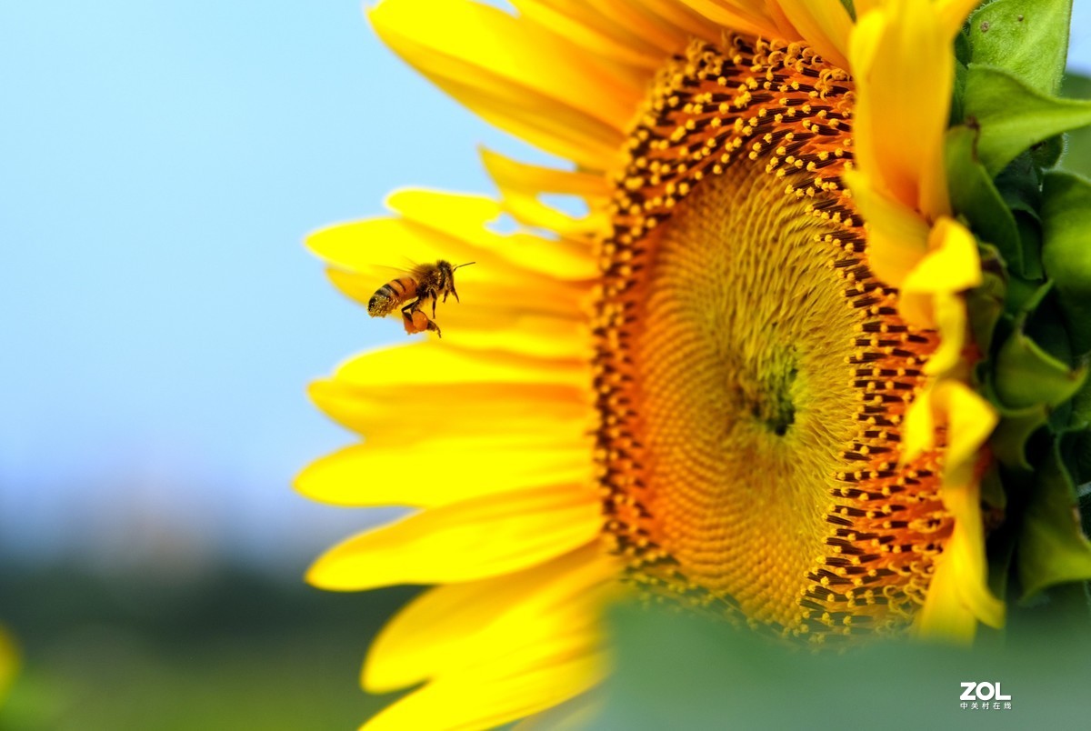 花儿盛开，蜜蜂自来