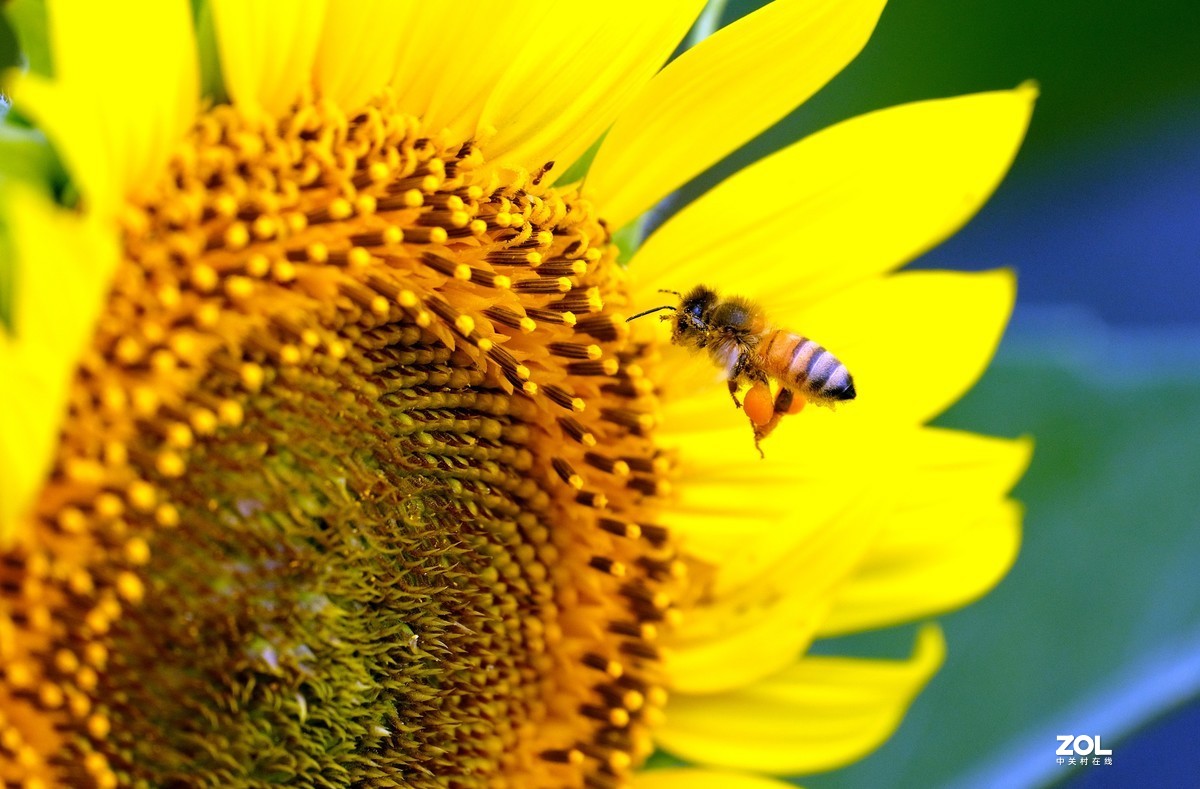 花儿盛开，蜜蜂自来