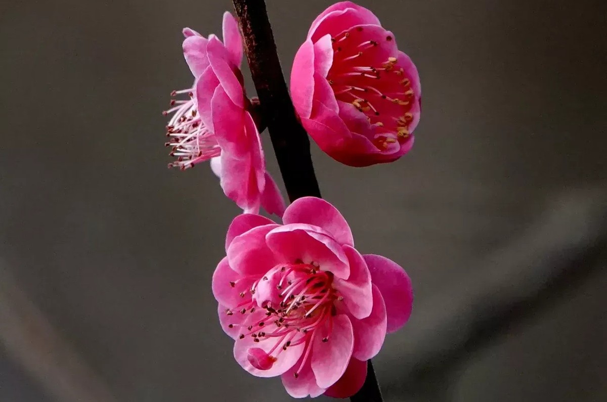 寒梅爱冬季-中关村在线摄影论坛