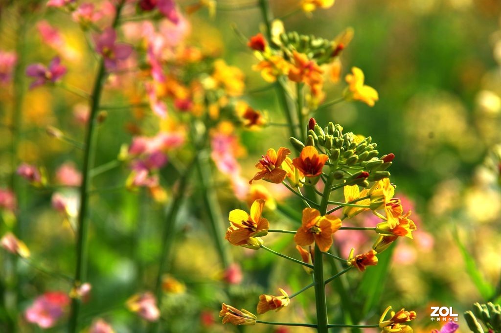 斗山五彩油菜花图片