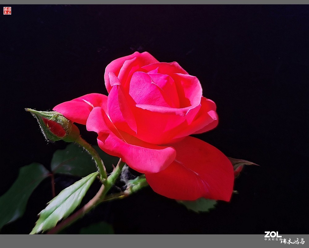 【迭花漫语】温馨月季把美丽奉献给人间