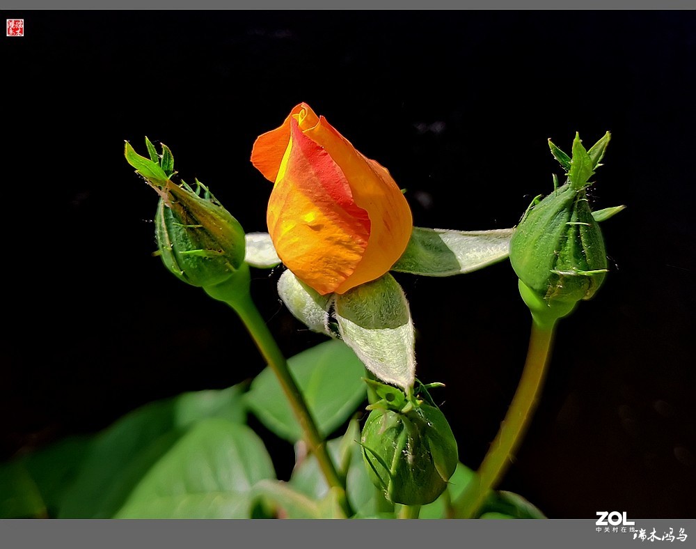 【迭花漫语】温馨月季把美丽奉献给人间