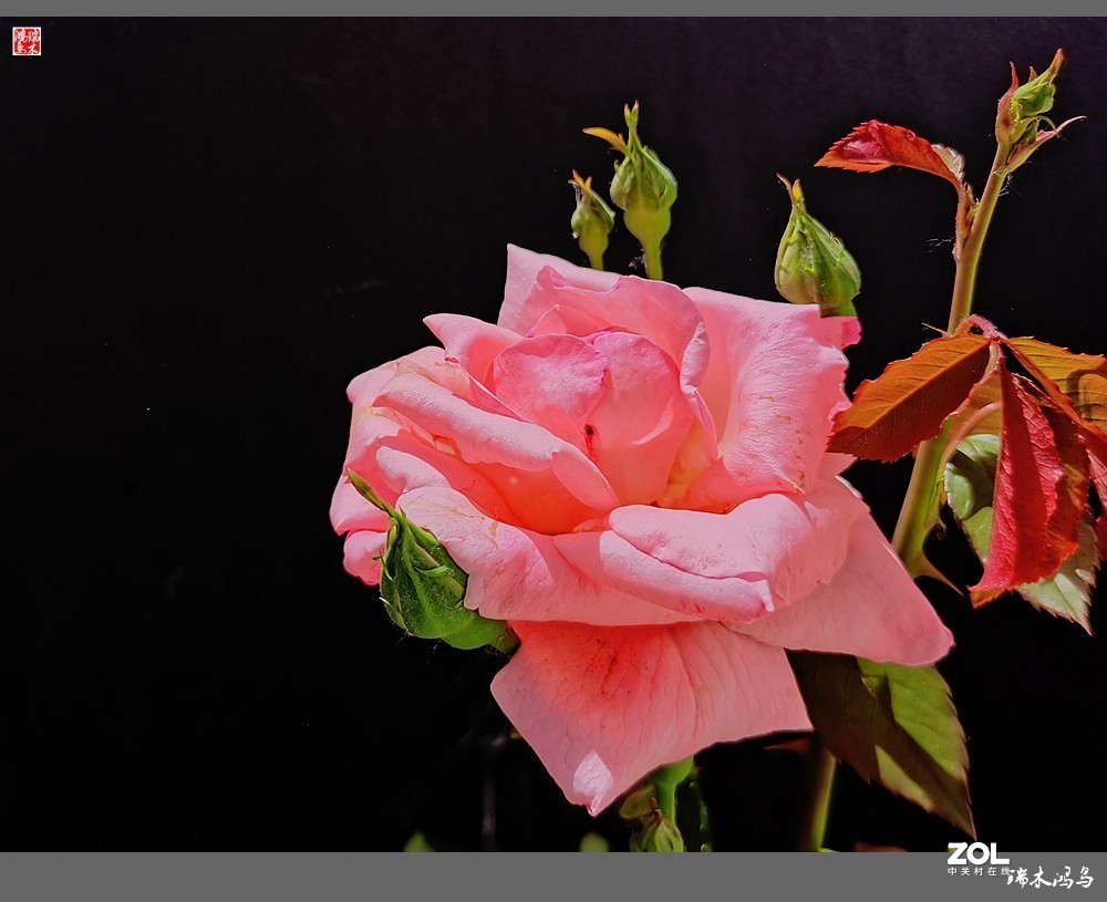 【迭花漫语】温馨月季把美丽奉献给人间