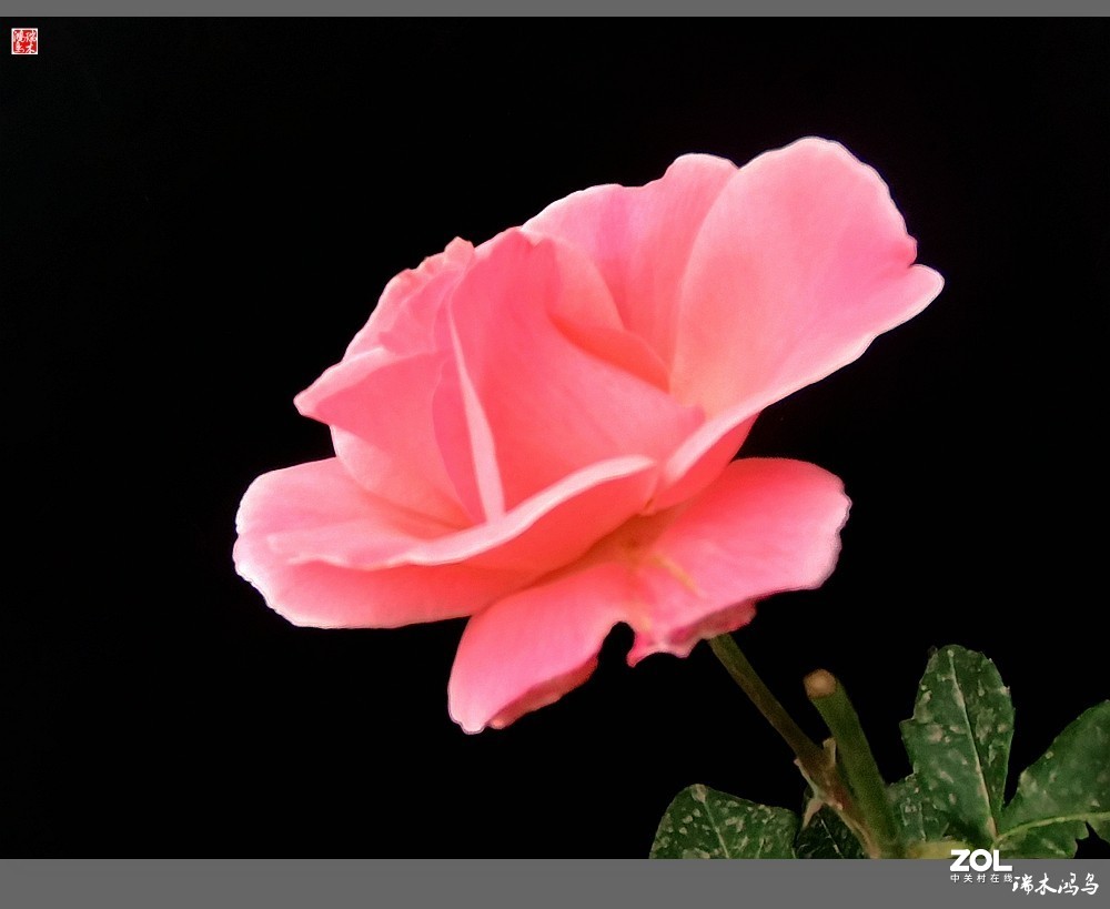 【迭花漫语】温馨月季把美丽奉献给人间