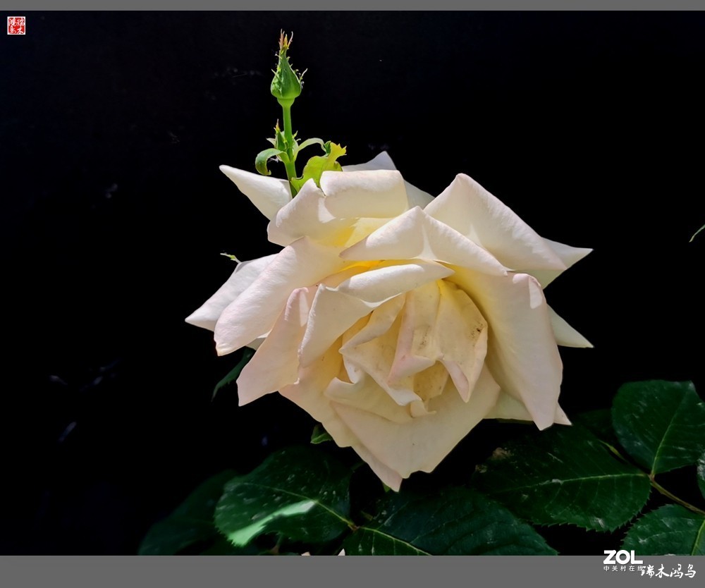 【迭花漫语】温馨月季把美丽奉献给人间