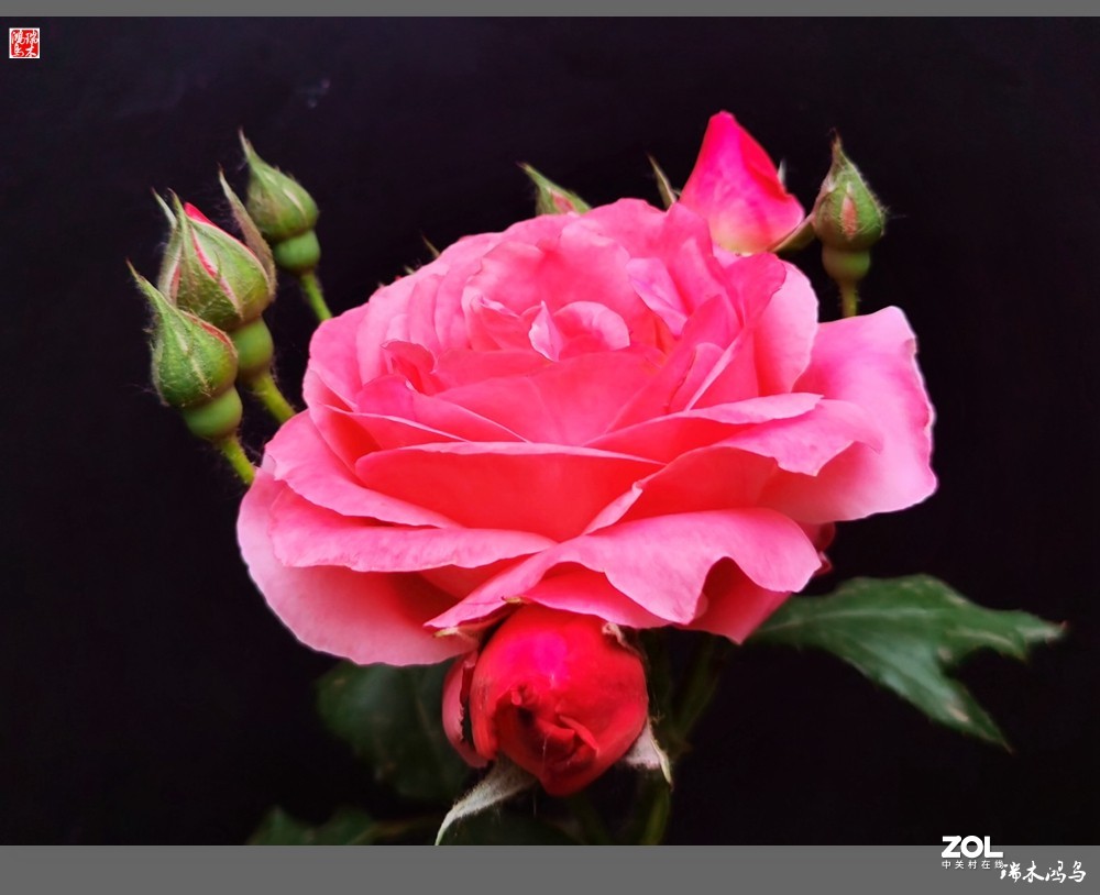 【迭花漫语】温馨月季把美丽奉献给人间