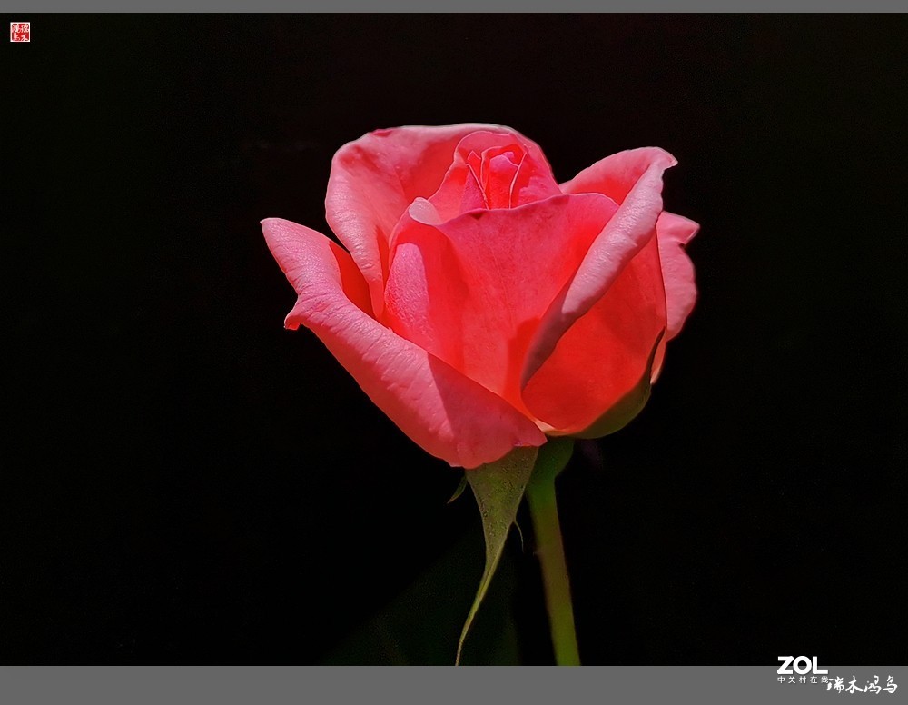 【迭花漫语】温馨月季把美丽奉献给人间