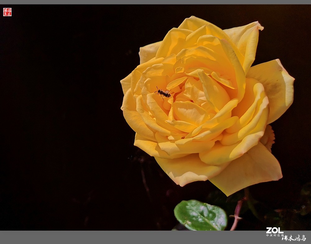 【迭花漫语】温馨月季把美丽奉献给人间