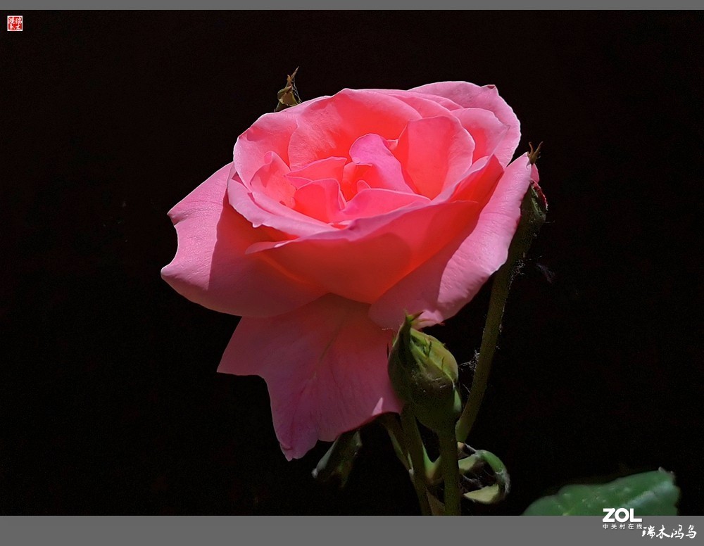 【迭花漫语】温馨月季把美丽奉献给人间