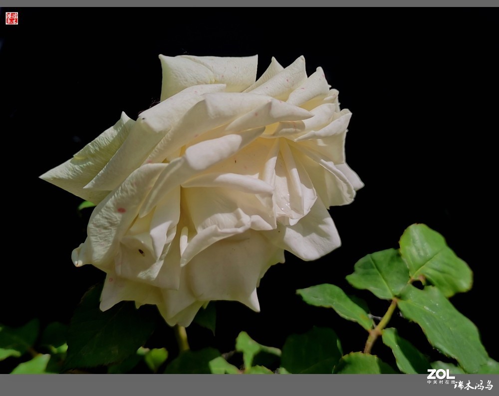 【迭花漫语】温馨月季把美丽奉献给人间