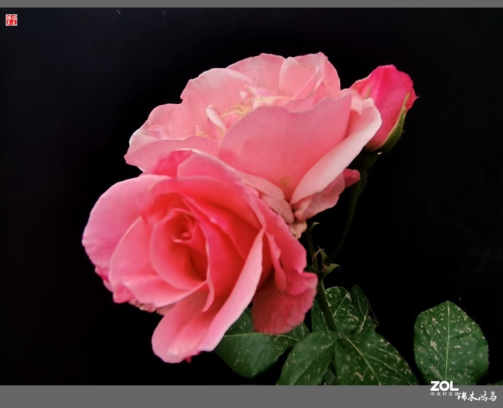 【迭花漫语】温馨月季把美丽奉献给人间