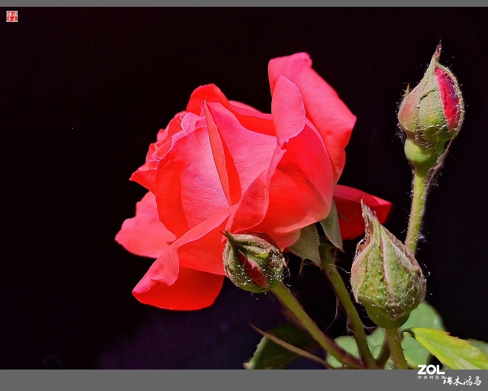 【迭花漫语】温馨月季把美丽奉献给人间
