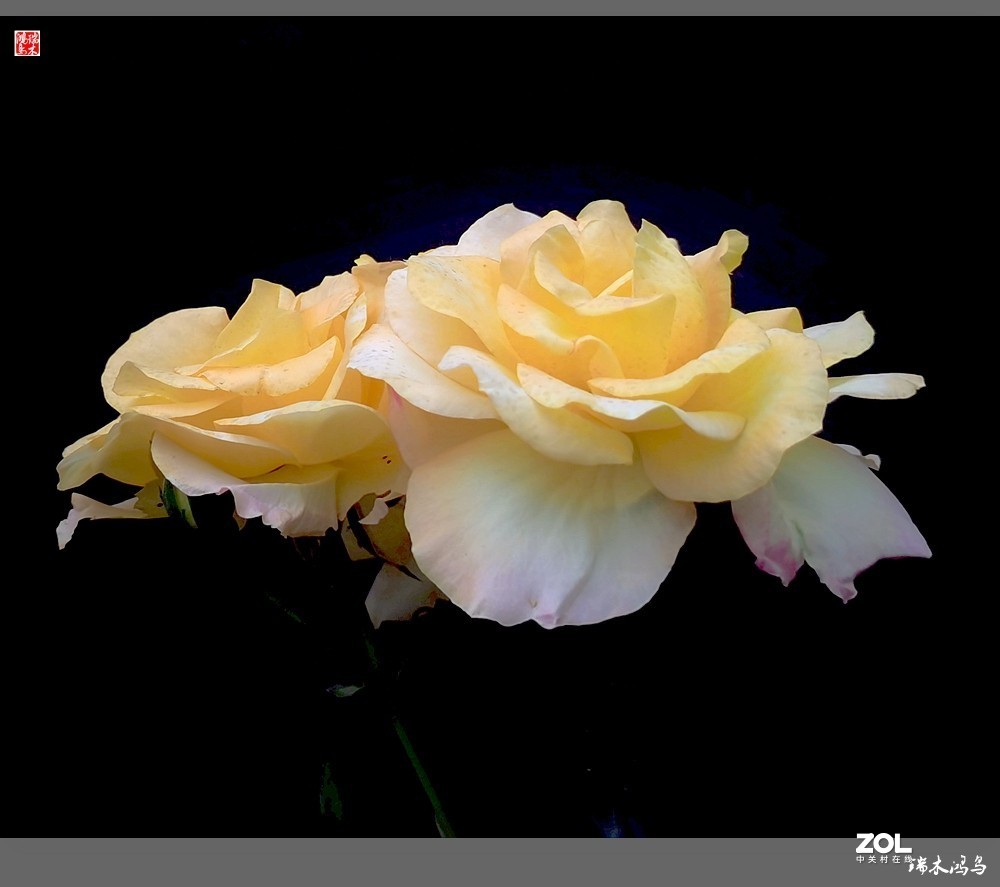 【迭花漫语】温馨月季把美丽奉献给人间