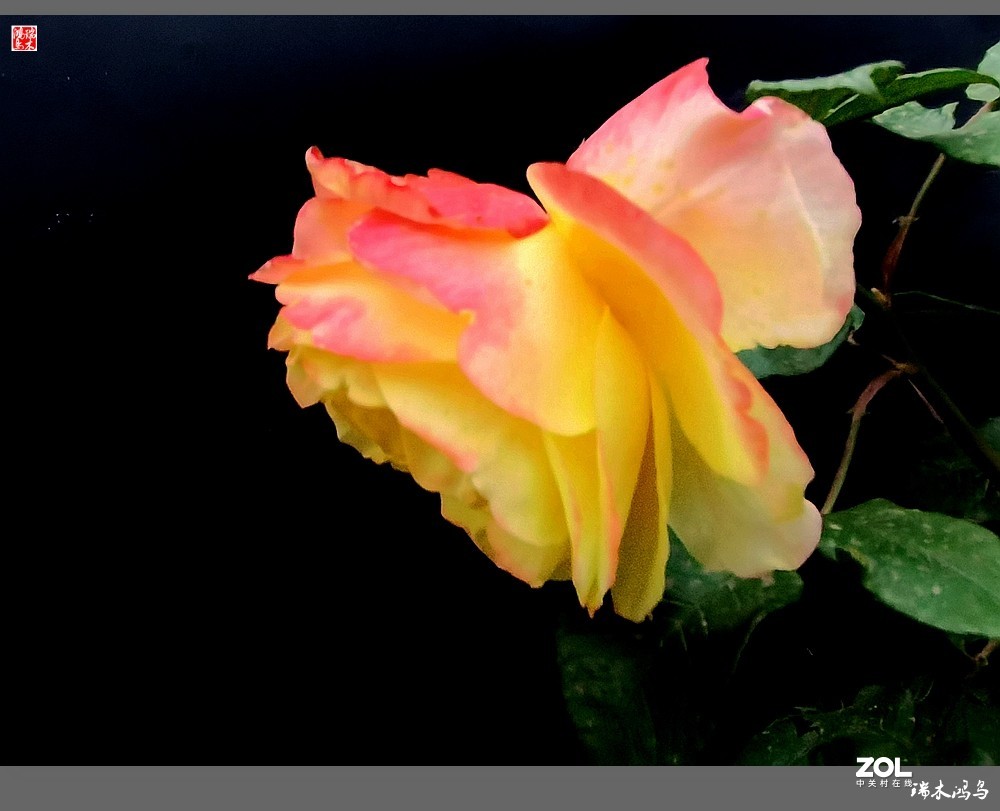 【迭花漫语】温馨月季把美丽奉献给人间