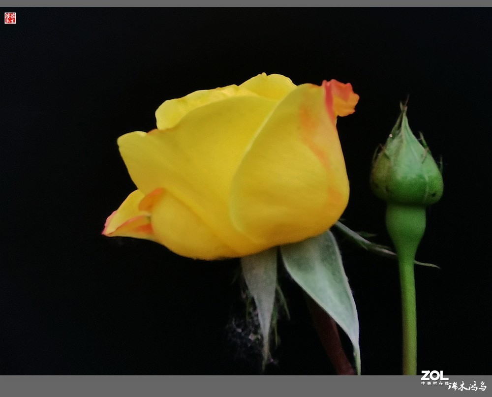 【迭花漫语】温馨月季把美丽奉献给人间