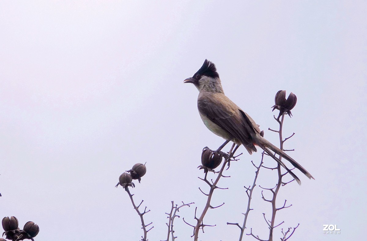 斑文鳥黑頭鵯和白頭鵯