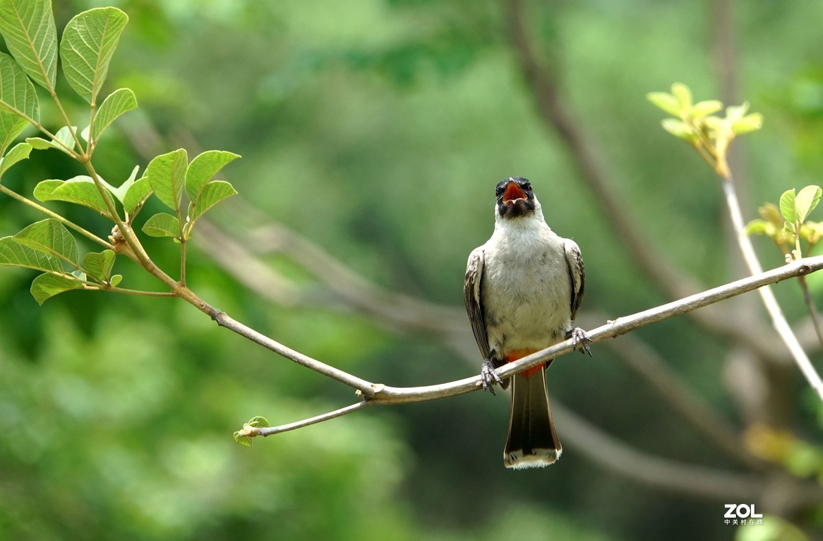 斑文鳥黑頭鵯和白頭鵯