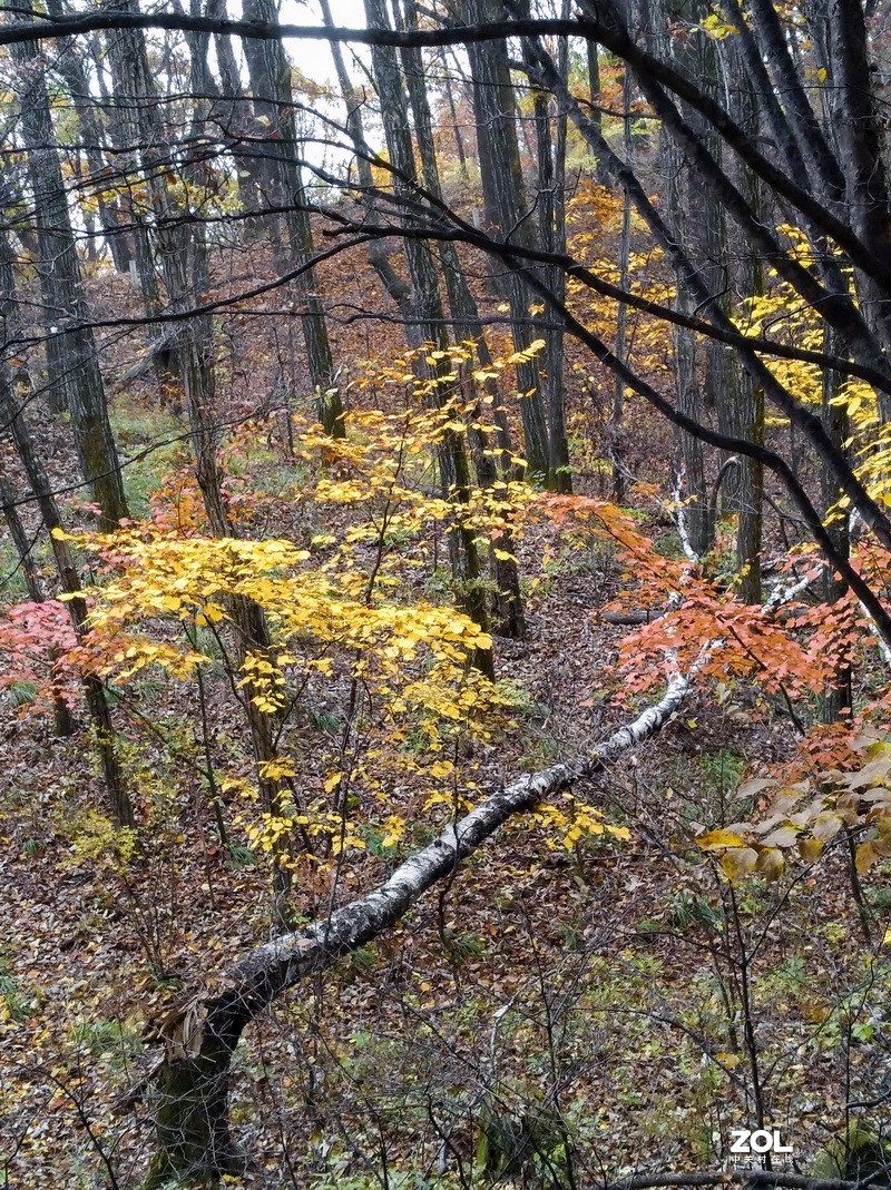 伏牛山随拍手机版（续）。
