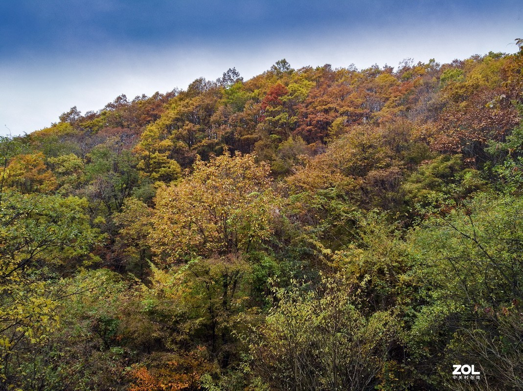 伏牛山随拍手机版（续）。