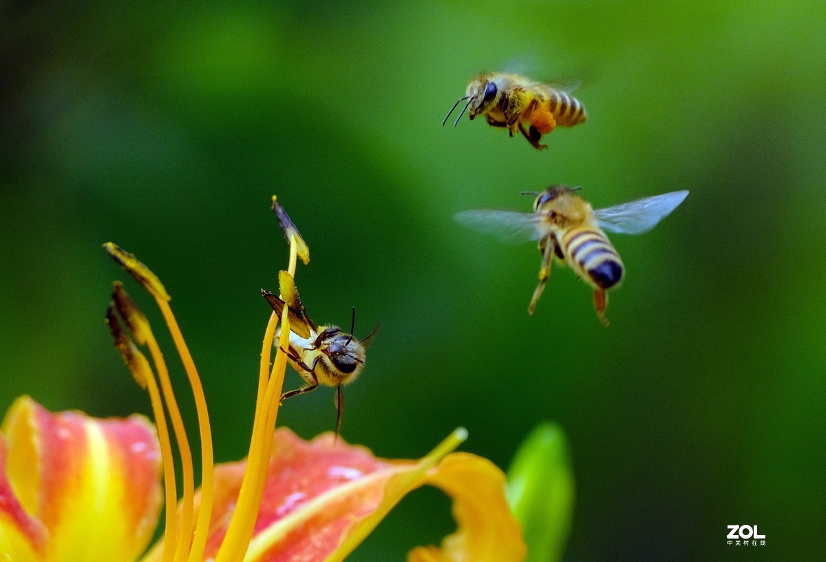 花儿盛开，蜜蜂自来