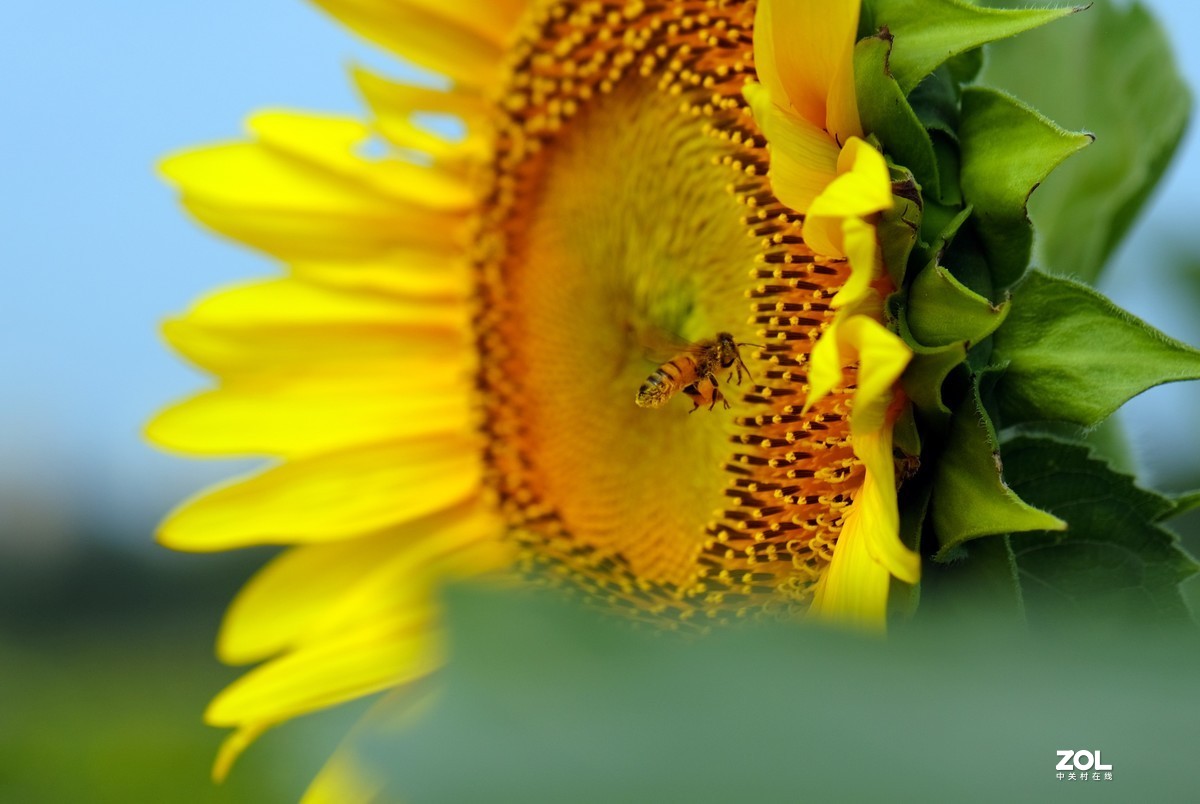花儿盛开，蜜蜂自来