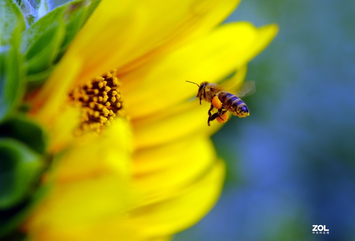 花儿盛开，蜜蜂自来
