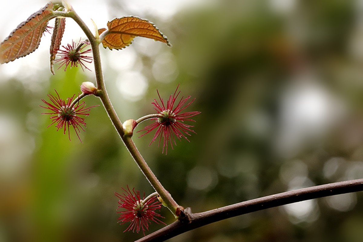 春光明媚楮花灿烂