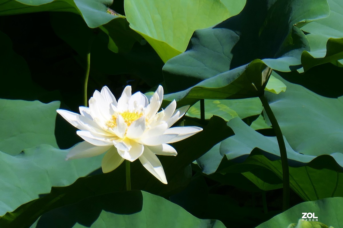 【夏荷】——摄于上海天山公园