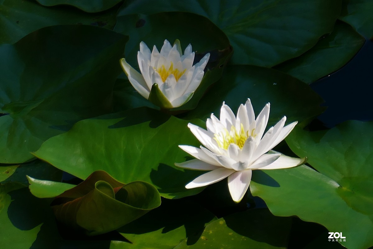 【夏荷】——摄于上海天山公园