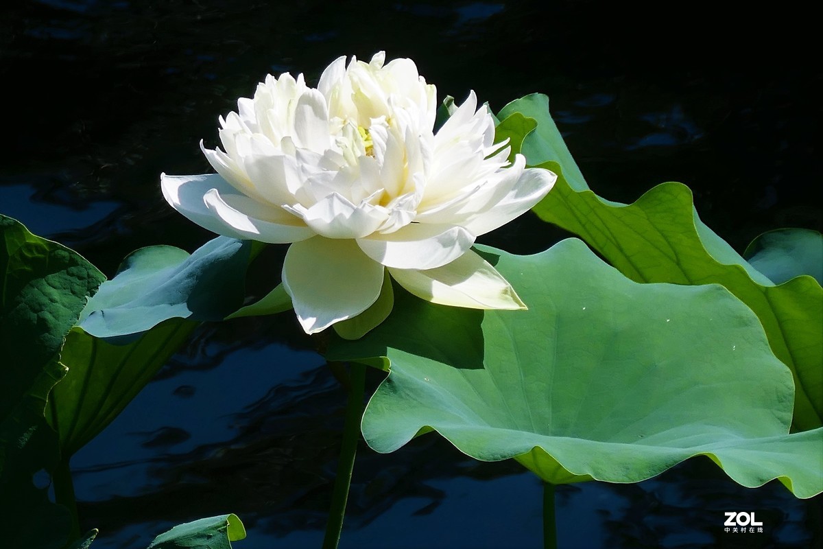 【夏荷】——摄于上海天山公园