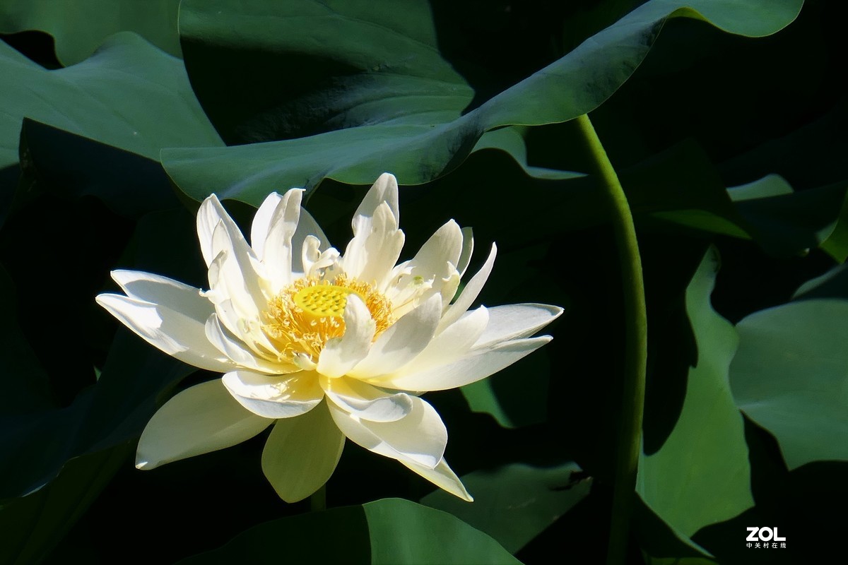 【夏荷】——摄于上海天山公园