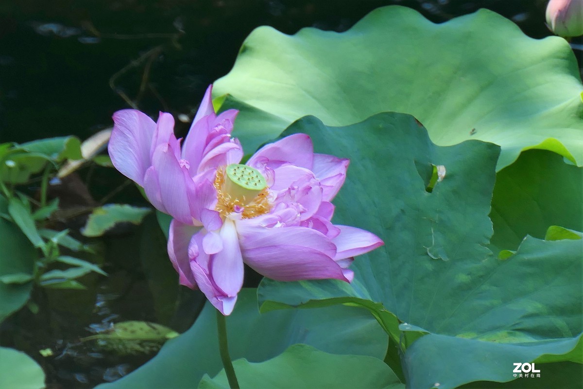 【夏荷】——摄于上海天山公园