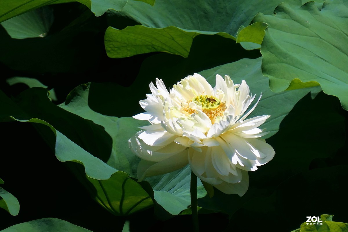 【夏荷】——摄于上海天山公园