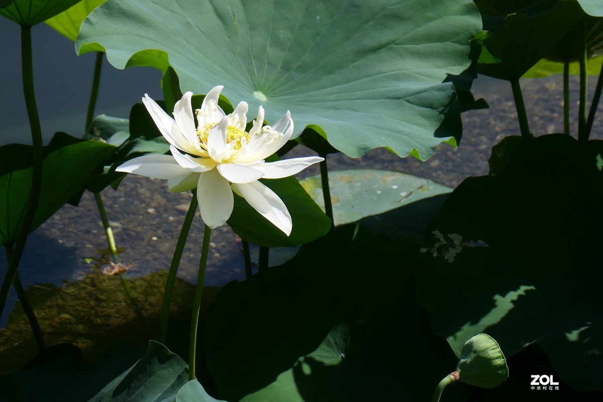 【夏荷】——摄于上海天山公园