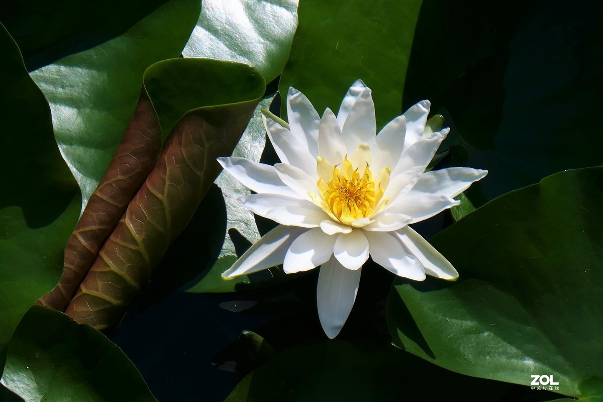 【夏荷】——摄于上海天山公园