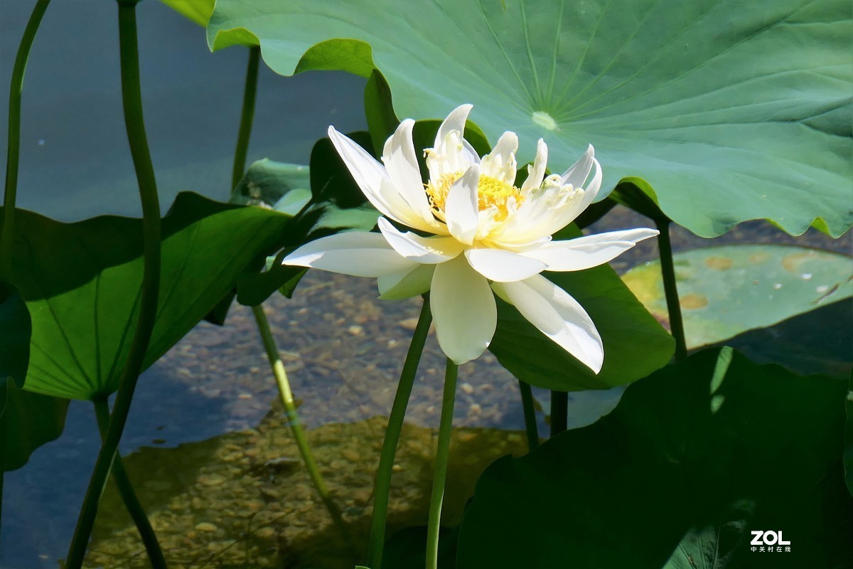 【夏荷】——摄于上海天山公园