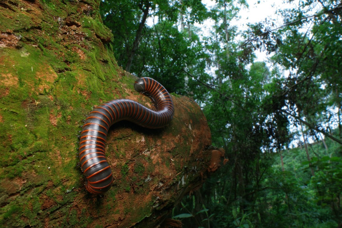 马陆·最大的千足虫