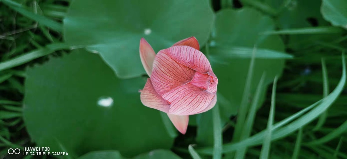 身边的一草一木