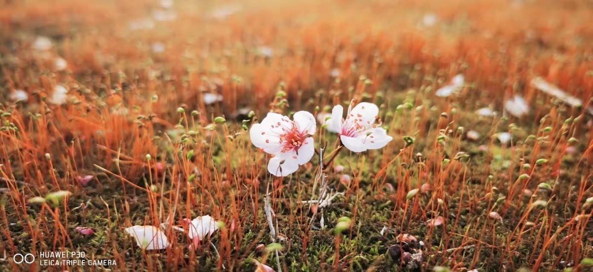 身边的一草一木