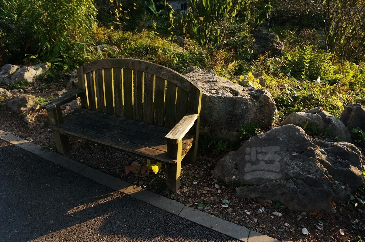 冬园草木最关情——武汉随笔