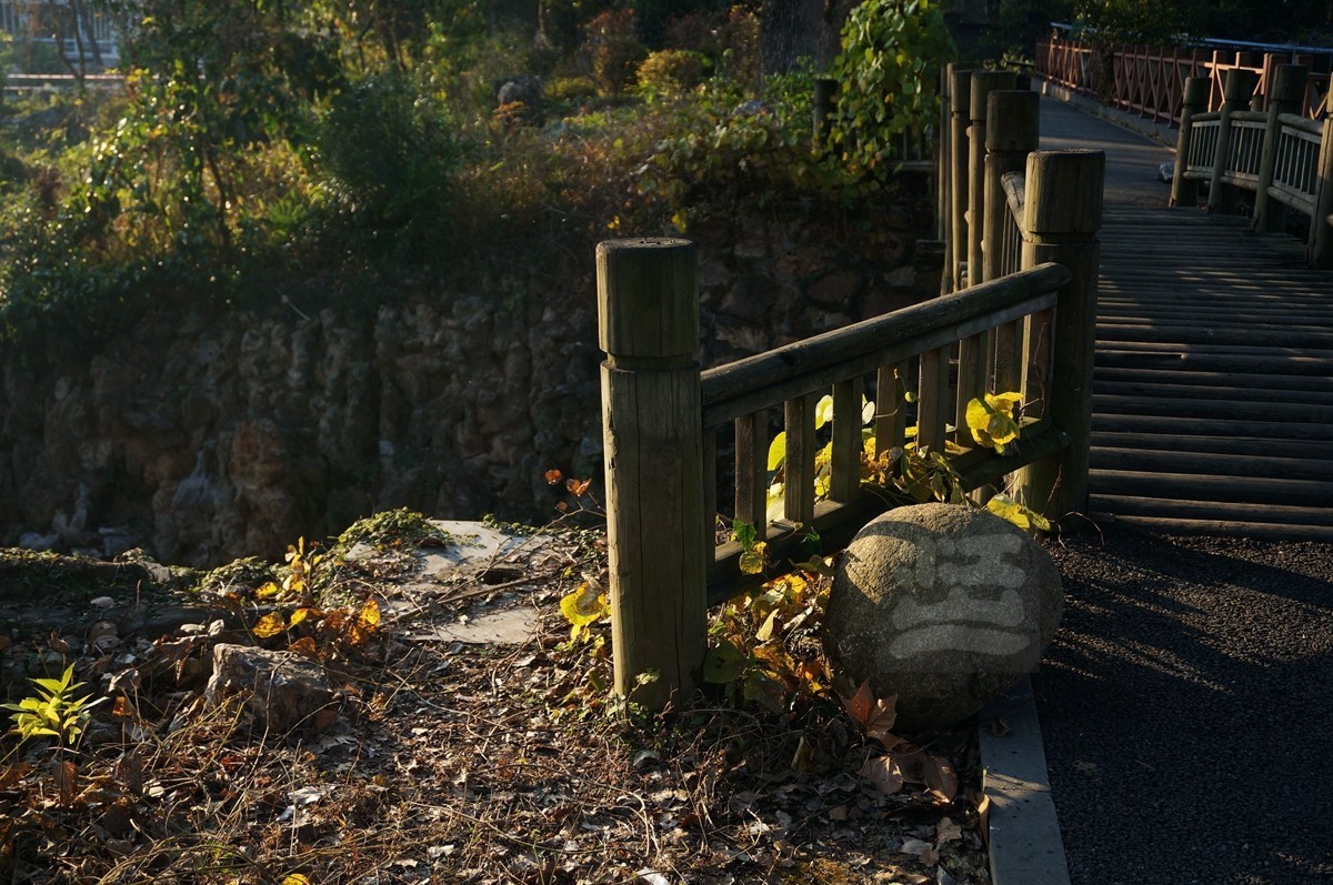 冬园草木最关情——武汉随笔