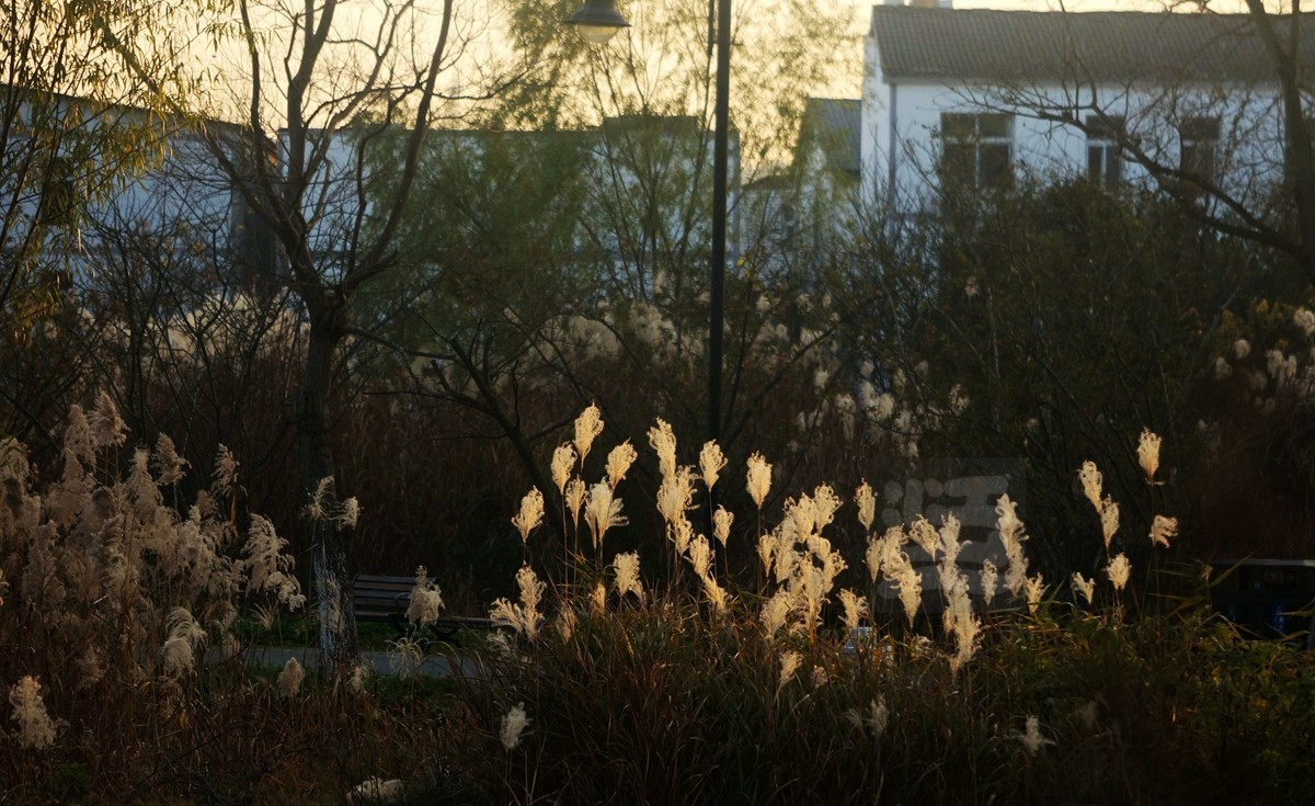 冬园草木最关情——武汉随笔