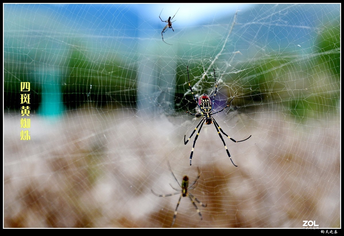 四斑黄蜘蛛
