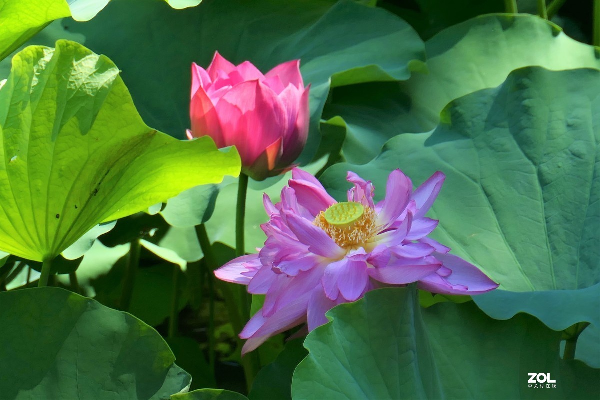 【夏荷】——摄于上海天山公园