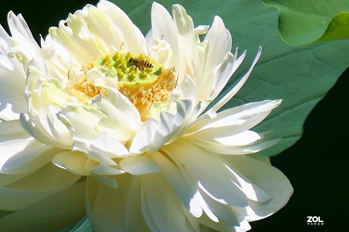 【夏荷】——摄于上海天山公园